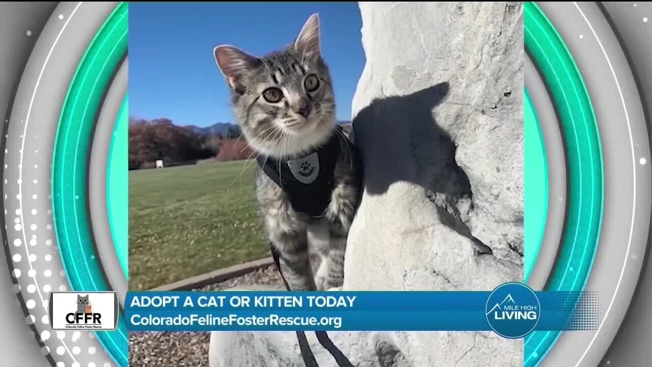 Adopt a Cat or Kitten // Colorado Feline Foster Rescue