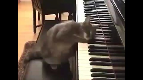 Cat plays piano 🤯🤯