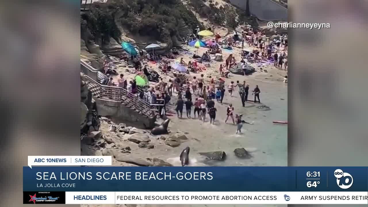 Sea lions put scare into La Jolla Cove visitors