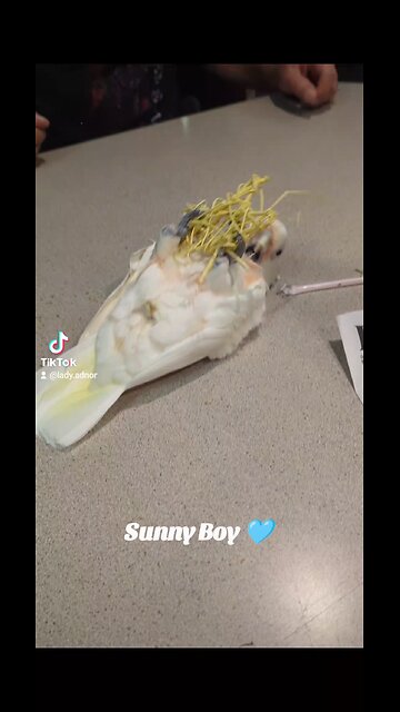 Sunny Boy Playing 🩵