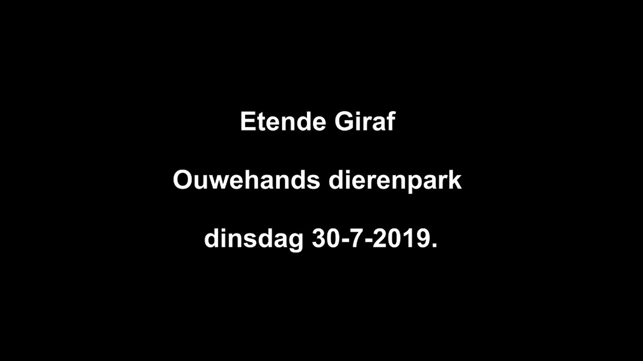 Etende Giraf - Ouwehands dierenpark - dinsdag 30-7-2019 - #eten #giraf #Ouwehands #dieren #park