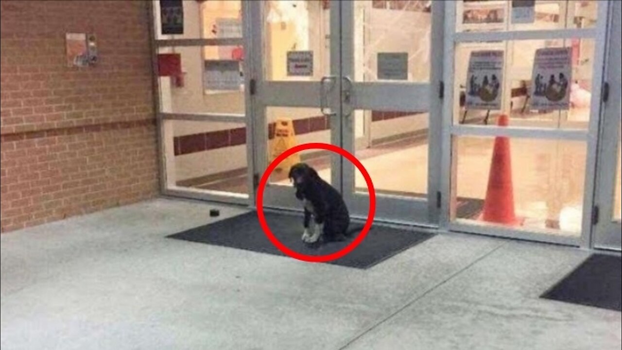 The little dog waited outside the school every morning for someone to help her