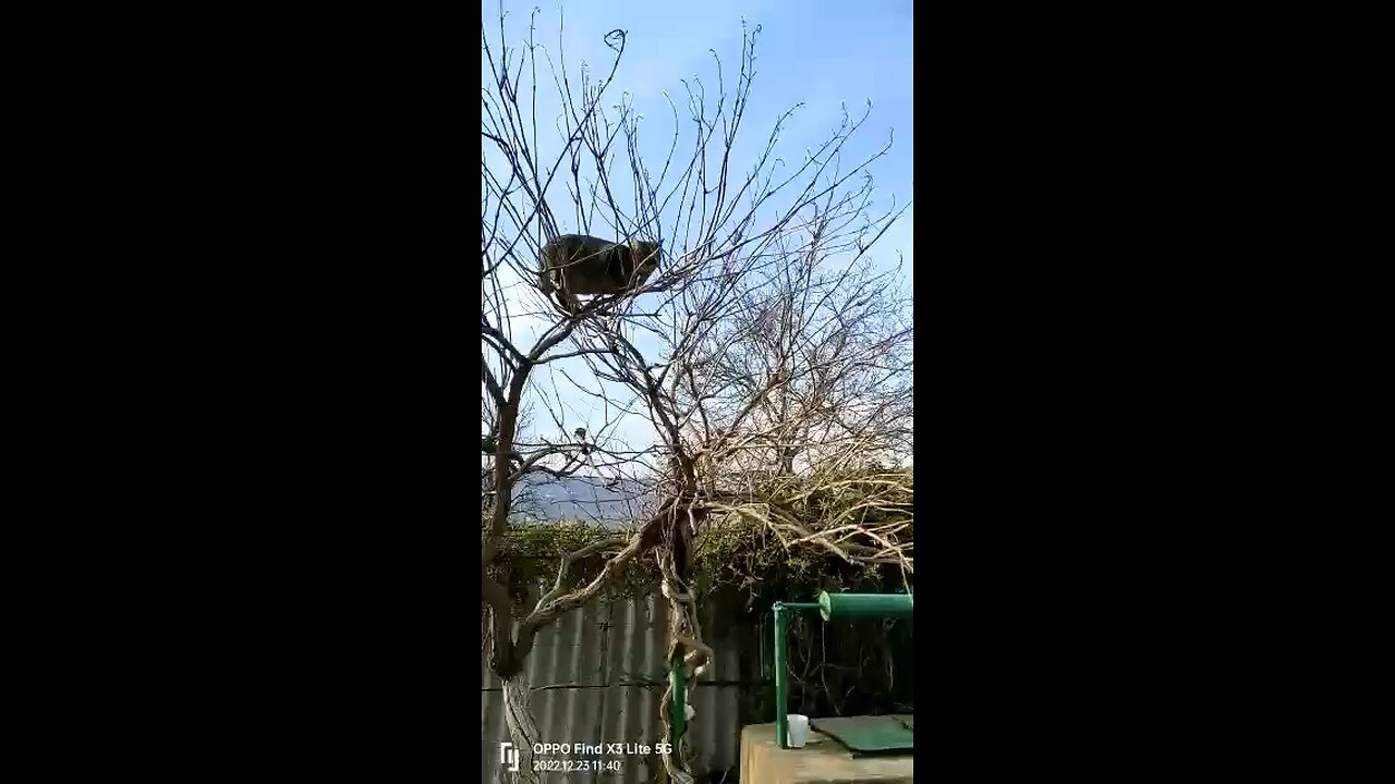 Easier to CLIMB than to GET DOWN