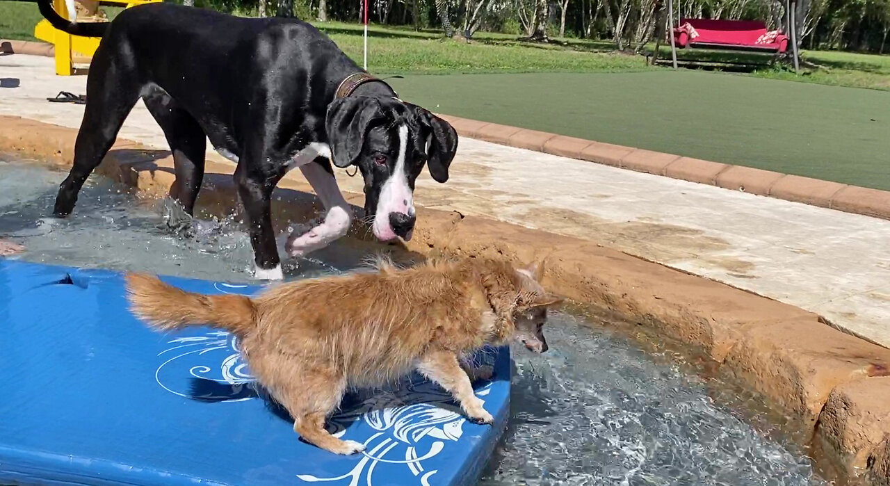 Curious Great Dane watches Chihuahua float in the pool