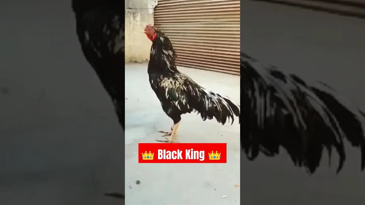 🔥 King Aseel 🔥 [Black King] #shorts #attitude #killerattitude #youtubeshorts #viral #aseel #king