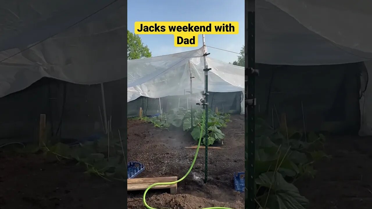 Jack & Gramps Giant Pumpkin #fertilizer #gardeningtips