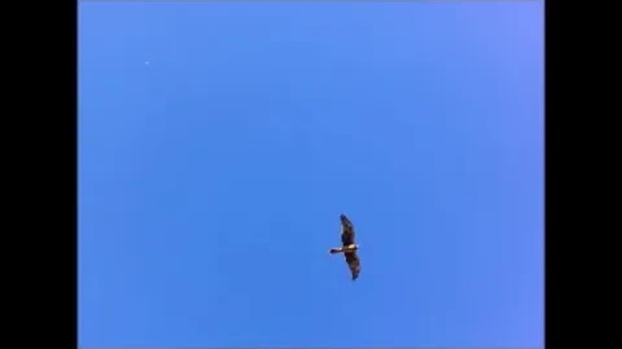 Northern Harrier - Fly-By Human Inspections