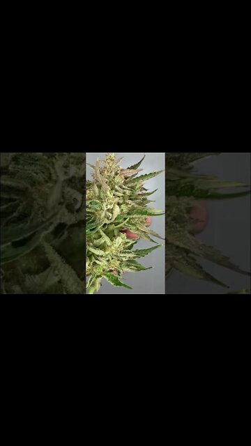 Girl Scout Cookies (Harvest Video Coming Soon)