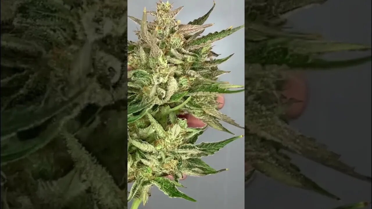 Girl Scout Cookies (Harvest Video Coming Soon)