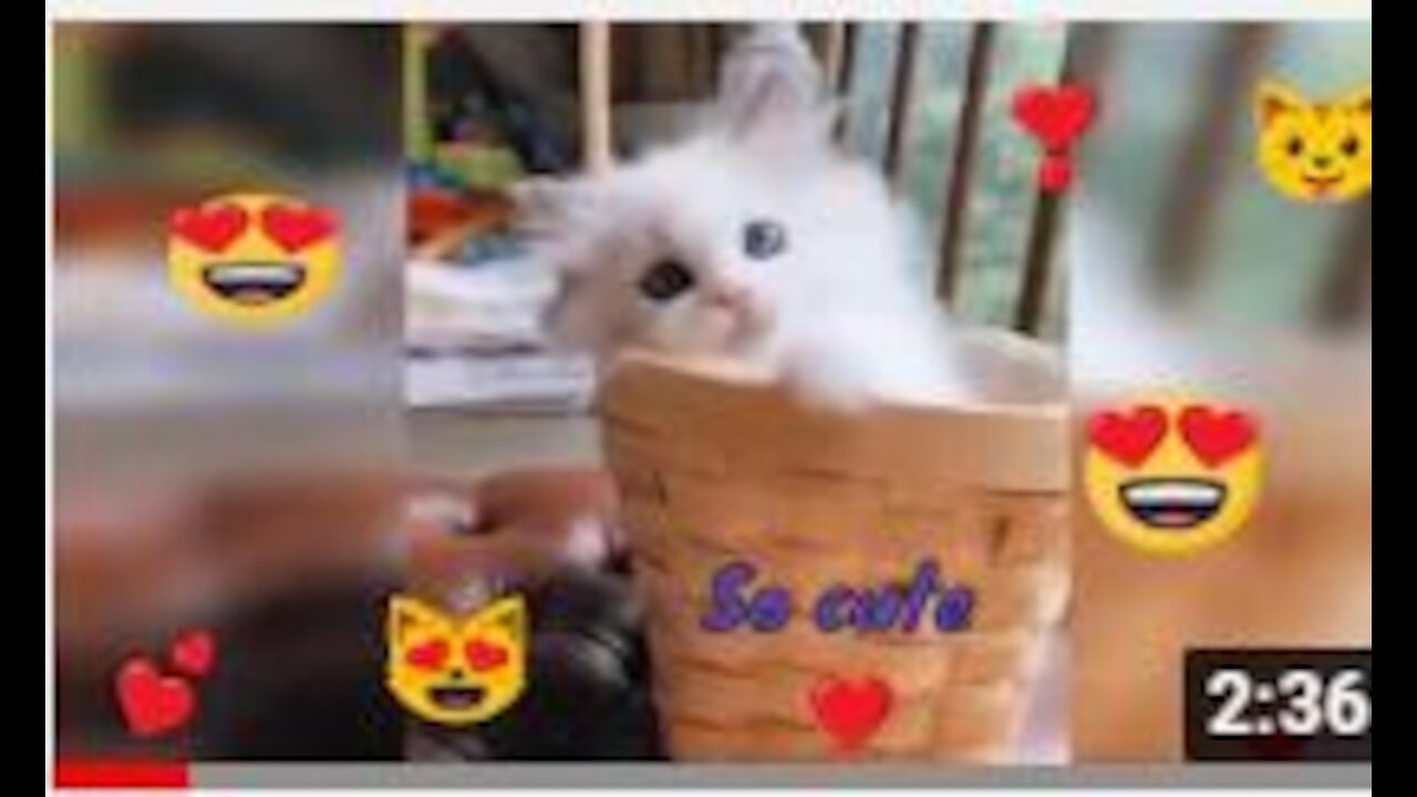 Cute Little Cats