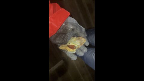 Conch