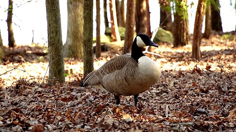 beautiful birds