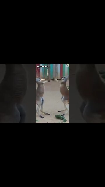 FACE OFF: Kangaroos tussle around in their enclosure in#SanAntonio zoo