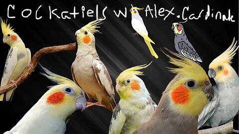 Cockatiels W/ Alex Cardinale