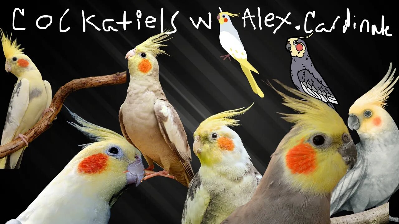 Cockatiels W/ Alex Cardinale