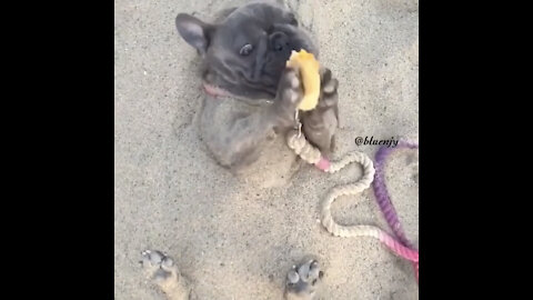 Dogs enjoying life at the beach