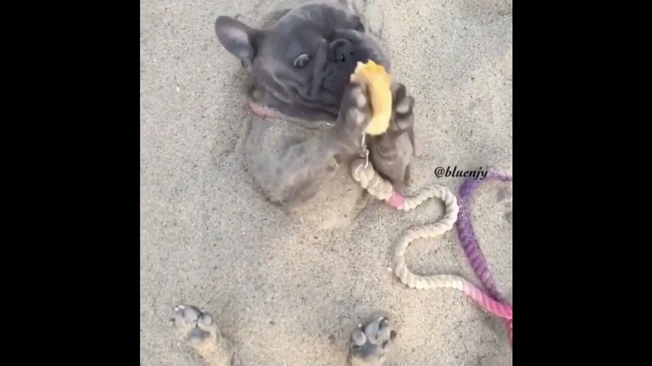Dogs enjoying life at the beach