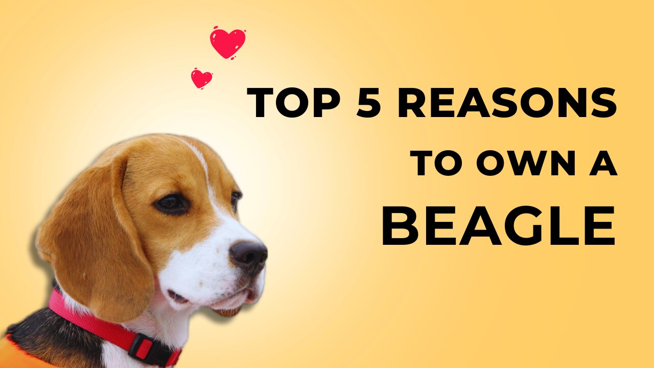 Why should you consider have a Beagle?