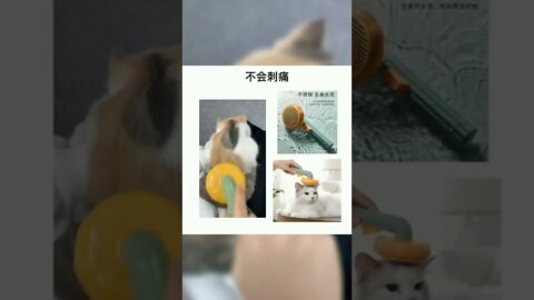 猫咪为什么会掉毛？#萌宠#萌宠好物#猫#喵星人#养猫新手#掉毛怪