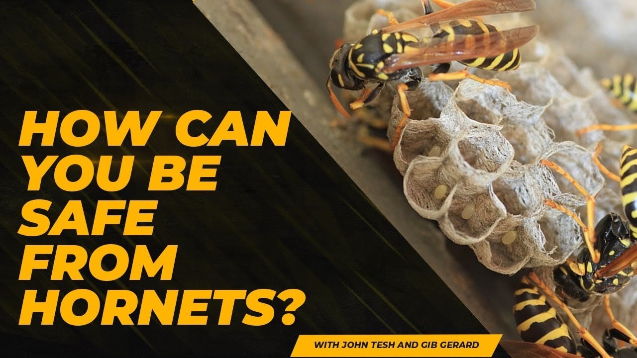 How can you be safe from hornets?