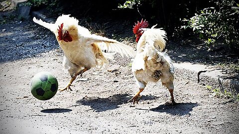 Funny chicken ! Ultimate funny chicken compilation ( HD ) [ FUNNY PETS]