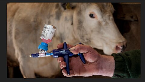 American Farmers To Begin Injecting Livestock With mRNA Shots This Month!