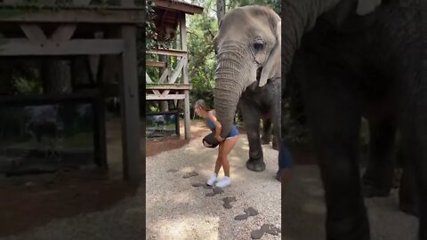 elefante safadinho 🤣🤣🤣