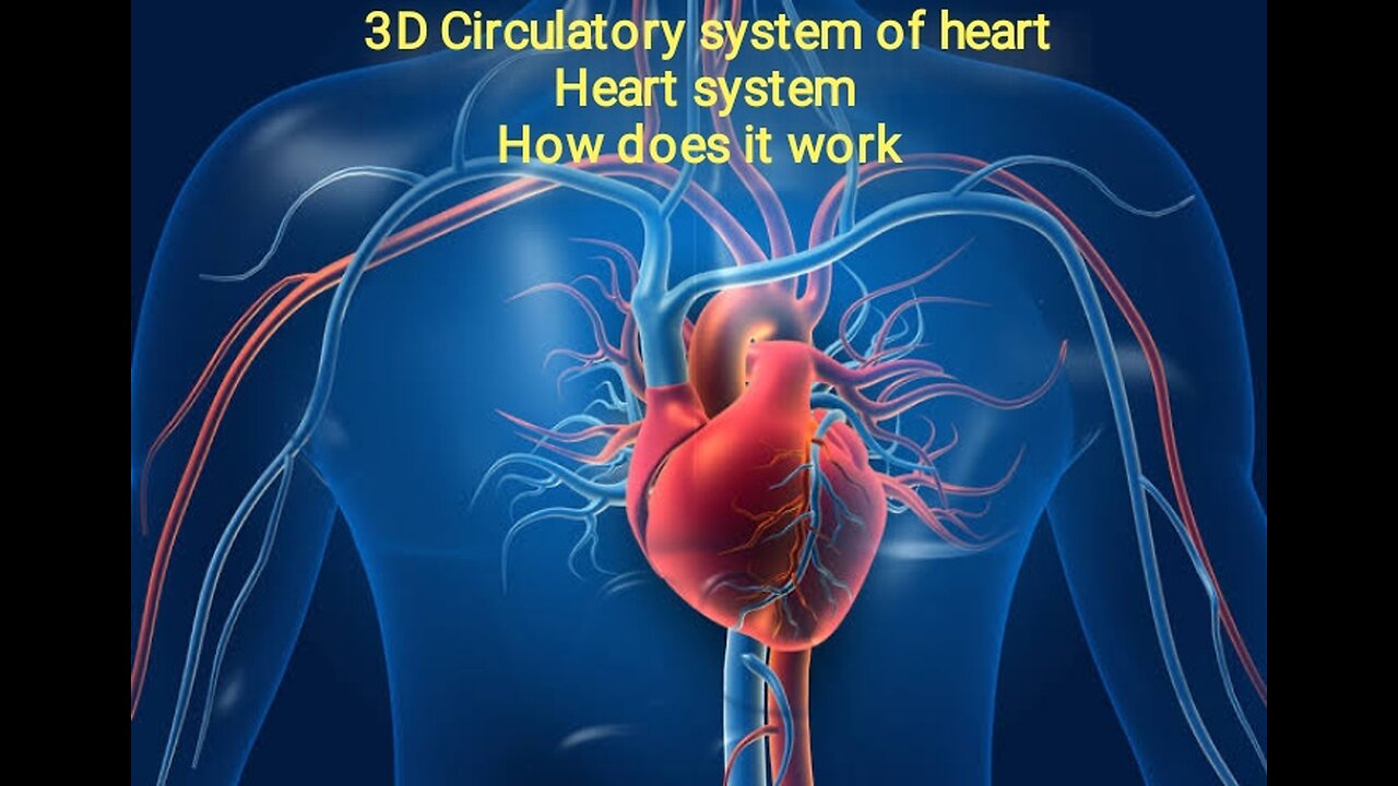 3D human heart | 3D Circulatory system of heart |