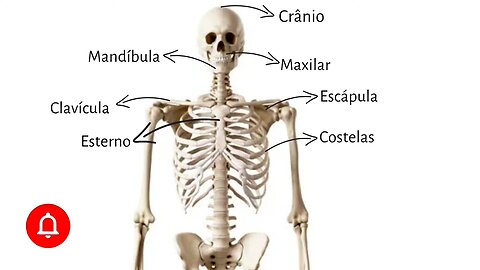 Corpo humano