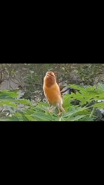 RUNNING THE RACE OF FAITH - DAILY DEVOTIONAL ❤️