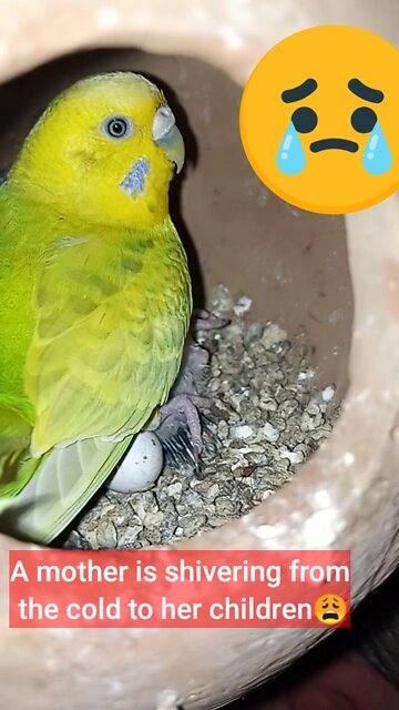 A Mother is shivering from the cold to her childred