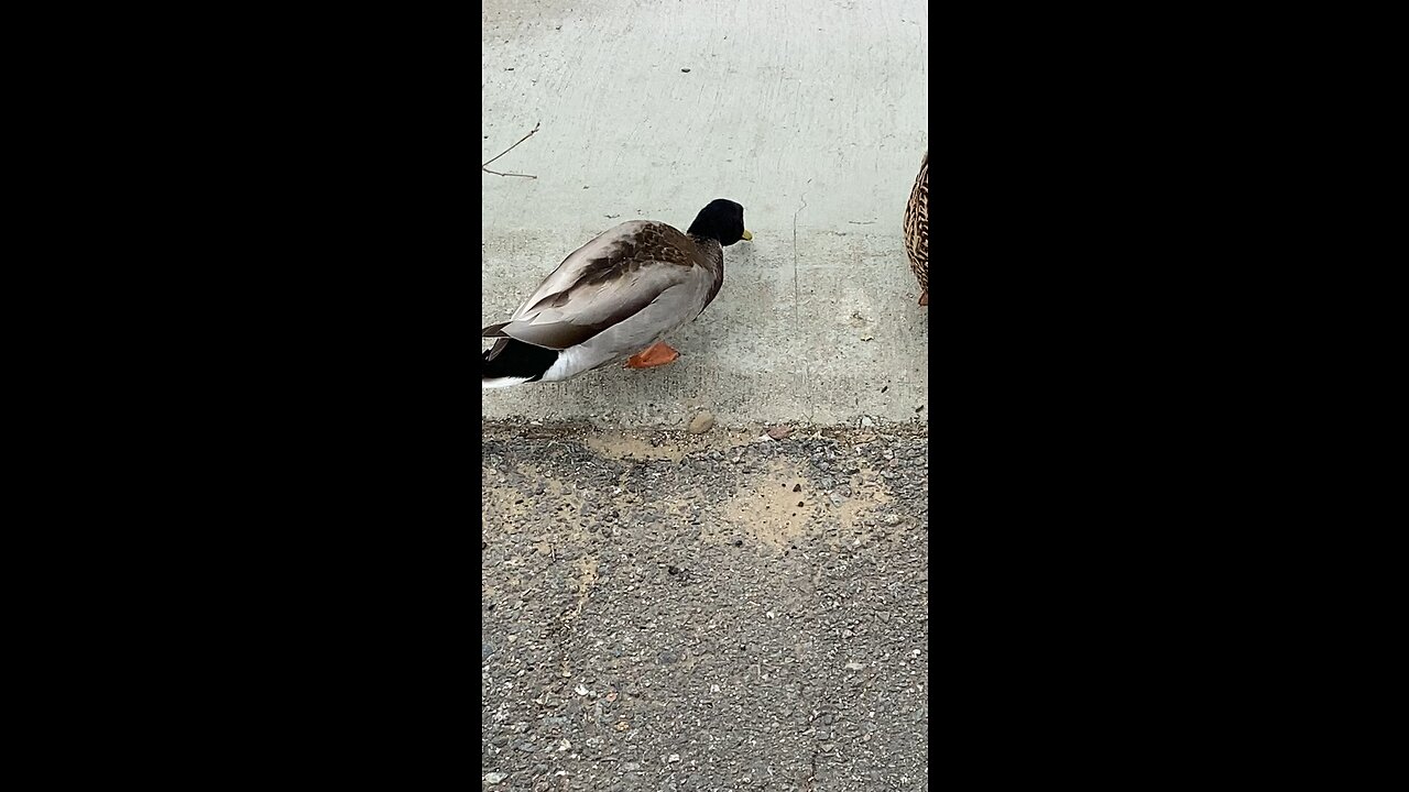 Three Ducks Is Eating Seeds and Two Ducks Is Flying #subscribe #shorts #duck #viral #seed #animals