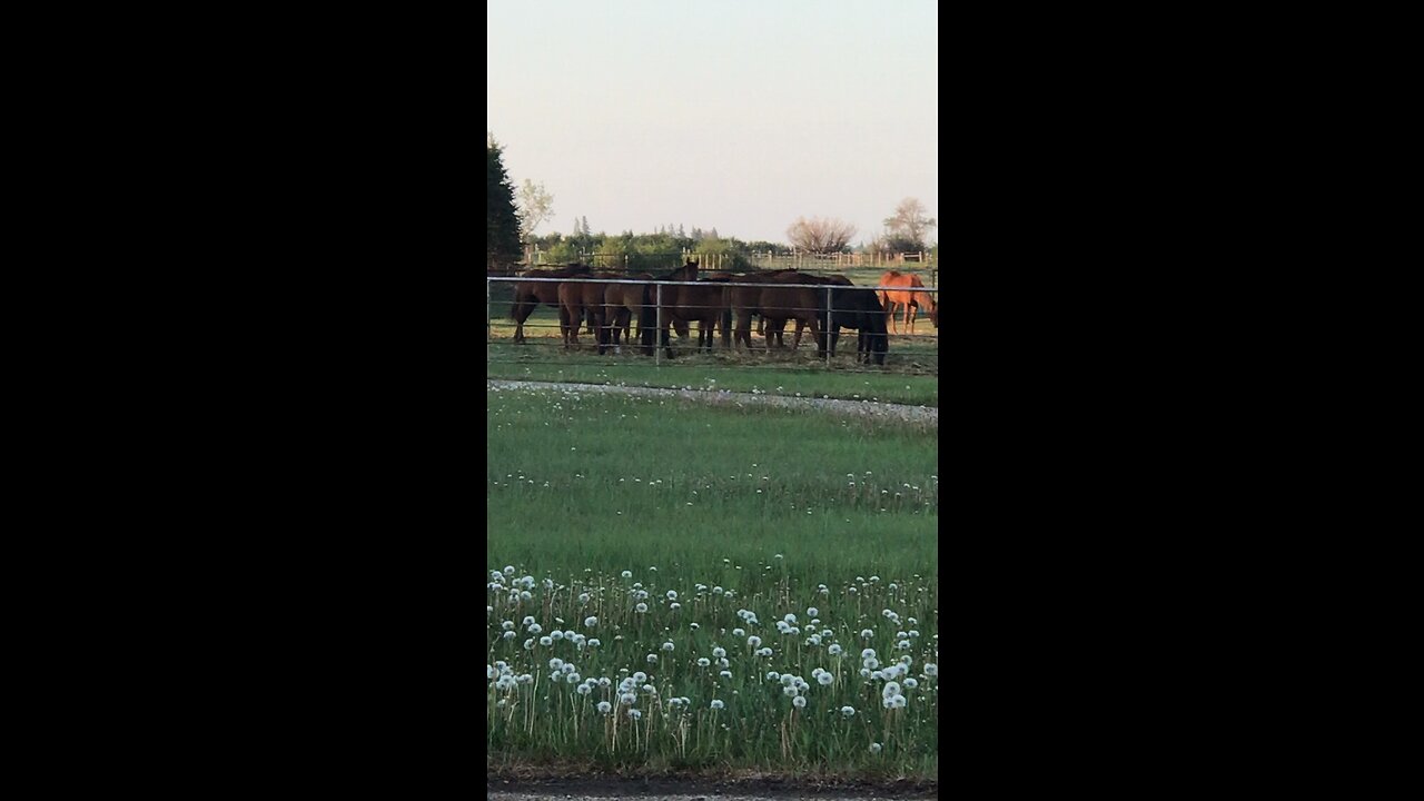 Horses at 6 AM