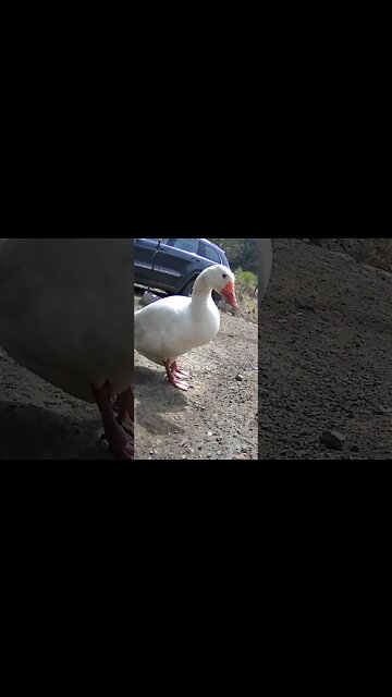 Edwin the goose and owner have a chat
