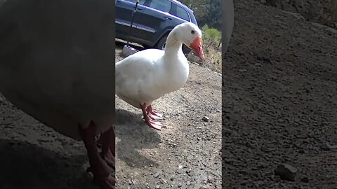 Edwin the goose and owner have a chat