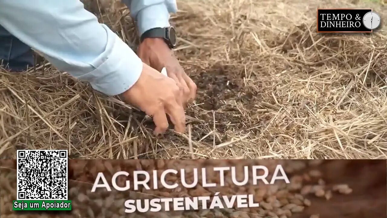 Cobertura do solo com palhada de braquiária oferece mais fertilidade e produtividade as lavouras. RZ