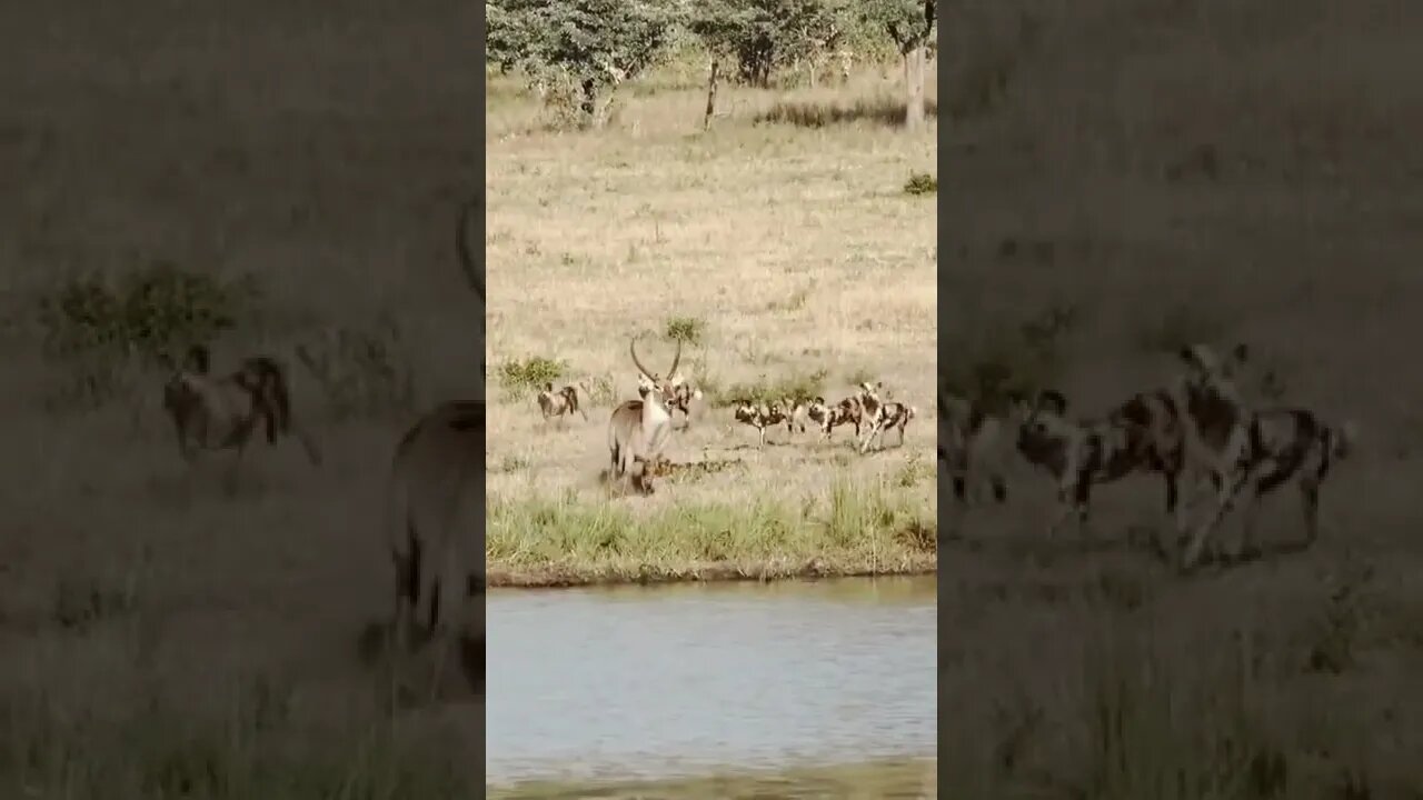 wild dogs attack buck...#SHORTS