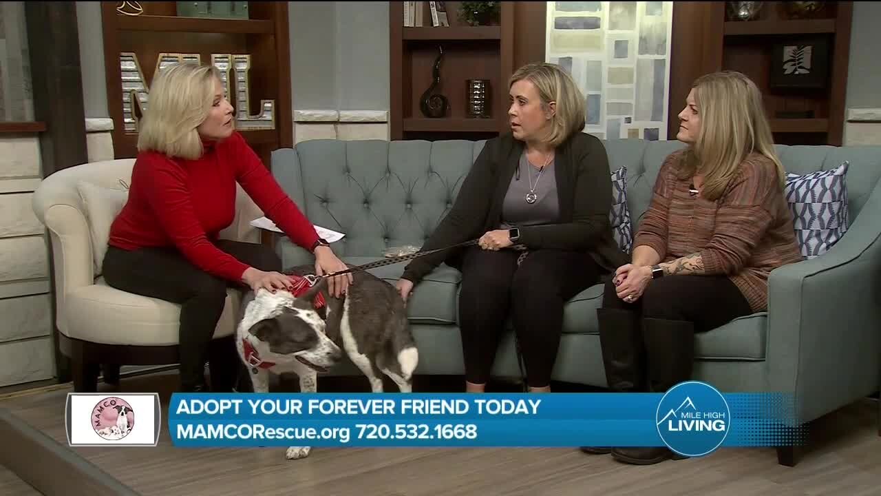 Rescue a Friend Today! // MAMCO