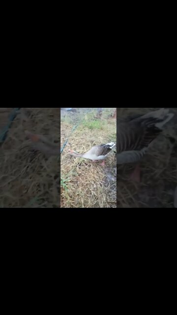 Geese. OK you feed the ducks now off you go