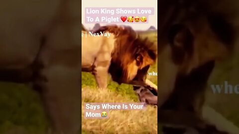 Lion King Shows Love To A Piglet ❤️🥰😍😘