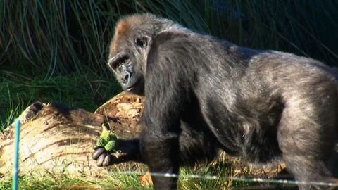 Counting Animals In London Zoo