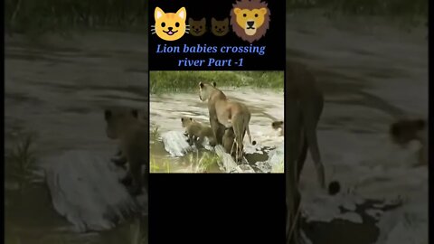 Lion babies crossing river part - 1 #shorts #youtubeshorts