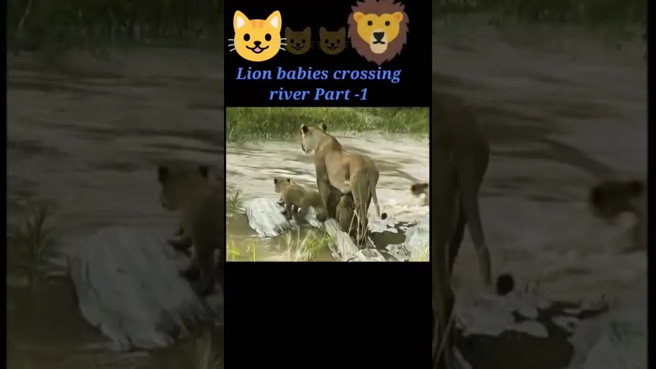 Lion babies crossing river part - 1 #shorts #youtubeshorts