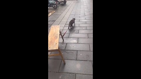 Rocky's cat