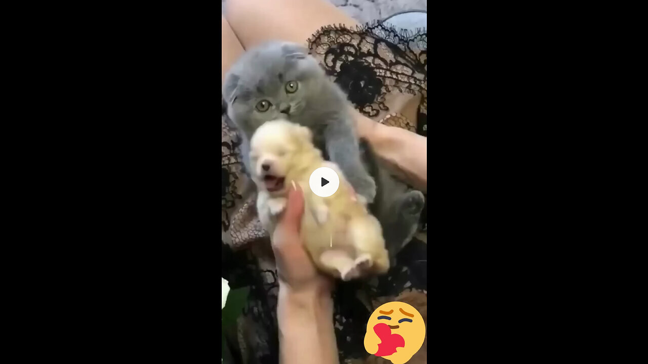 Hey one in a million love 🐱🐈 cute kitten hugs puppy 💖😚