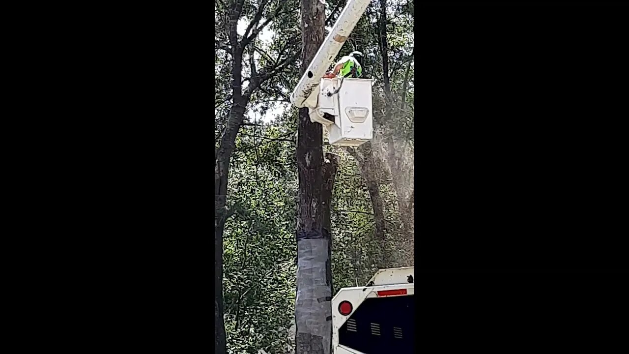 In Saraland Alabama a bee tree needs to be relocated!