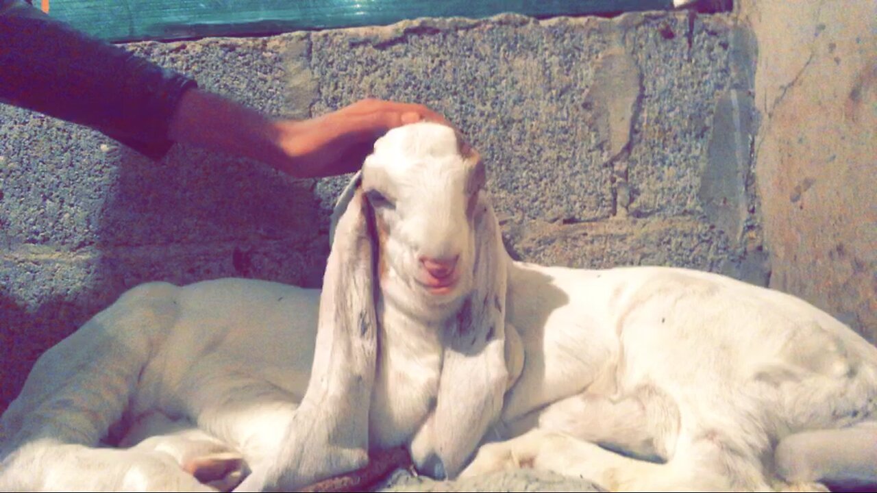 Cute new born baby goats