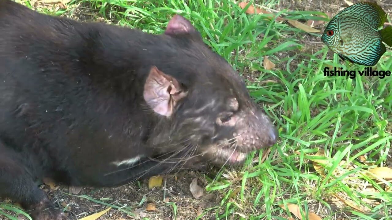 The Tasmanian devil is the world's largest carnivorous marsupial | Fishing Village