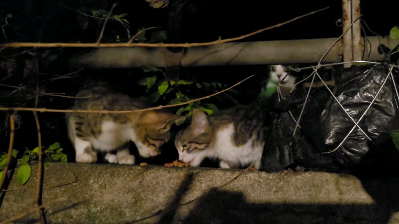 Gatitos of Antigua Guatemala 🇬🇹 (night snack).