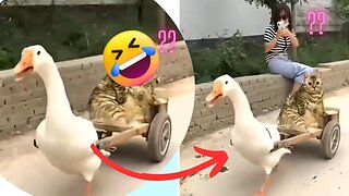 Duck gives cat a funny walk